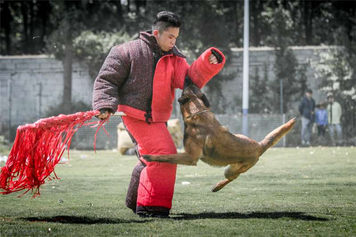 昆明训犬