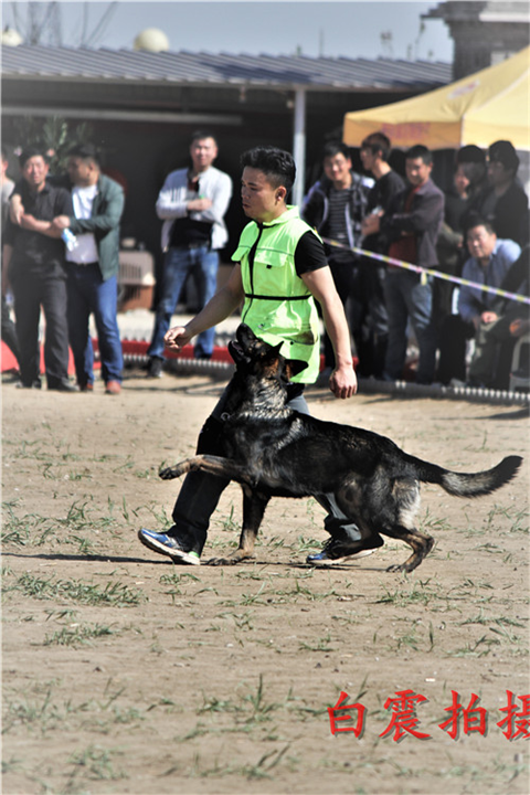 云南宠物犬训练-昆明训宠物犬