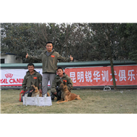 昆明训犬|云南训犬
