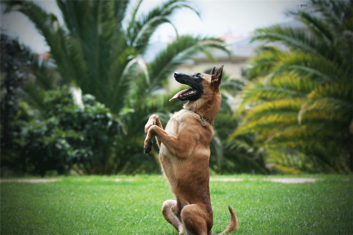 昆明实战犬训练