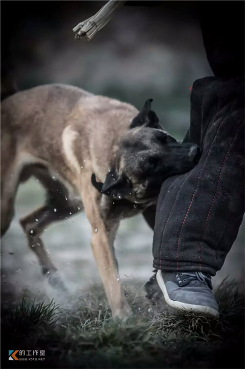 云南训犬|昆明专业训犬