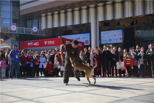 昆明专业比赛犬训练