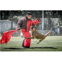 昆明工作犬训练