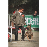 昆明实战犬训练-昆明专业训犬