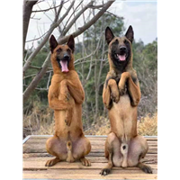 昆明专业训犬