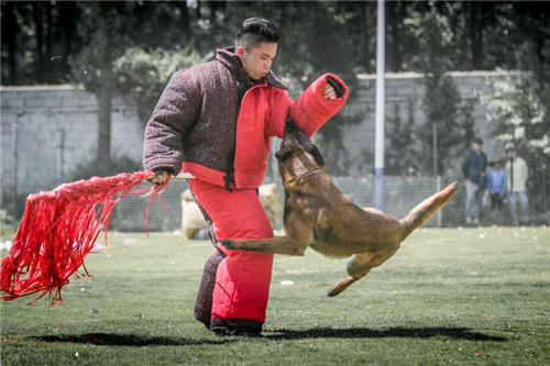 昆明训宠物犬|昆明宠物犬训练