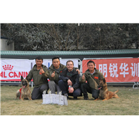 昆明训犬基地|云南训犬