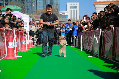 昆明比赛犬训练基地