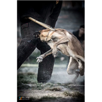 云南专业训犬|昆明训犬