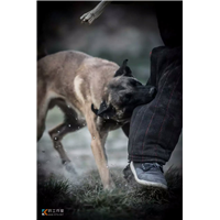 云南训犬|昆明专业训犬
