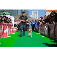 昆明比赛犬训练基地