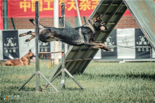 云南训犬|昆明训犬