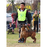 昆明工作犬训练基地