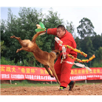 昆明训犬-昆明训犬服务