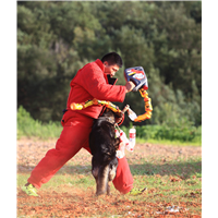 昆明宠物犬训练-昆明训宠物犬