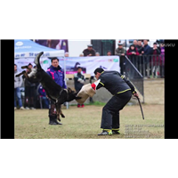 云南宠物犬训练基地-昆明宠物犬训练