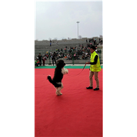 昆明工作犬训练-昆明训犬