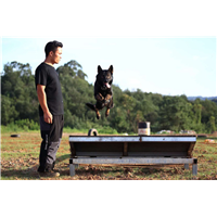 昆明工作犬训练-昆明专业训犬