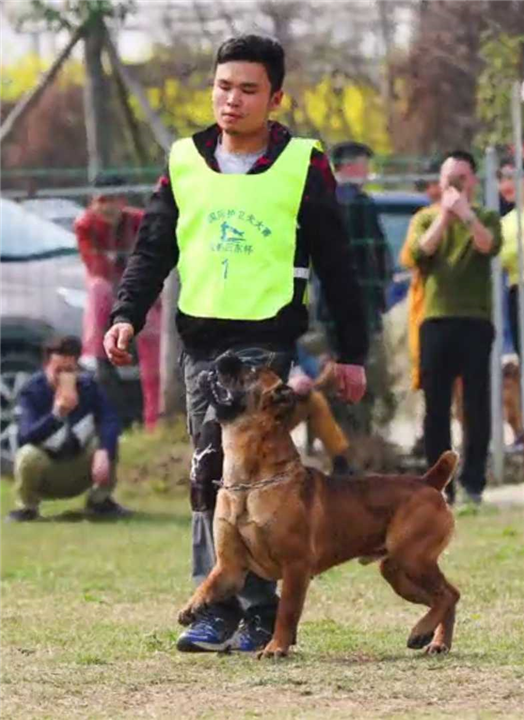 昆明工作犬训练基地