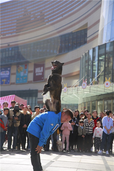 昆明比赛犬训练俱乐部