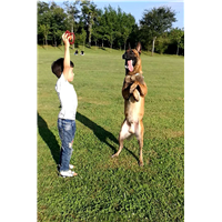 昆明训犬员|云南训犬