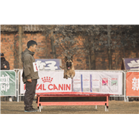 昆明实战犬训练-昆明训犬