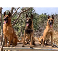 昆明宠物犬训练