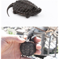 绵阳鳄龟养殖场批发 