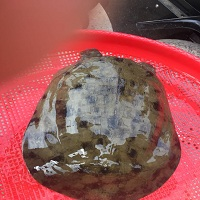 自贡哪里有卖生态甲鱼 