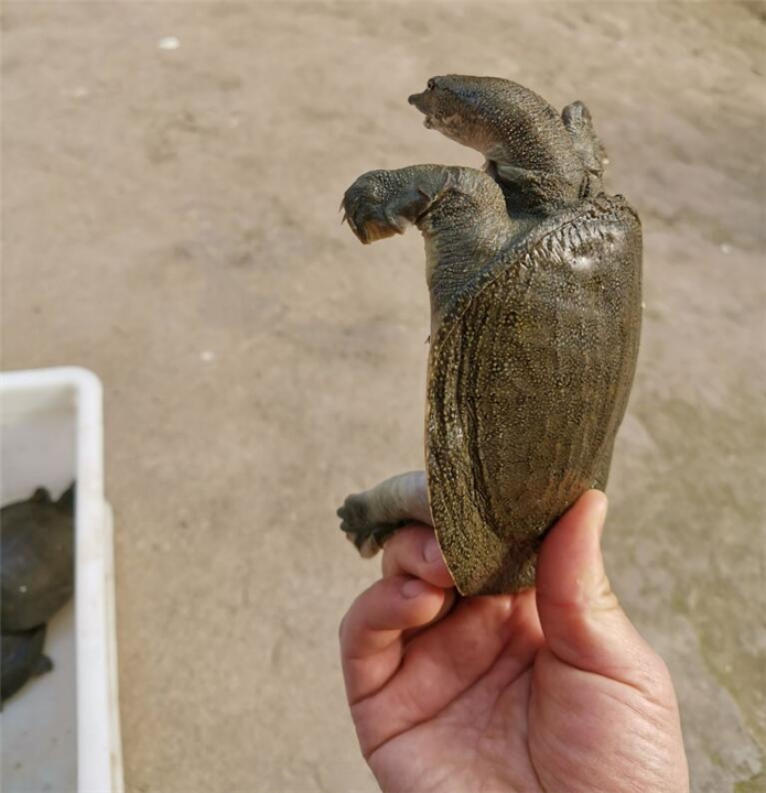 南充中华鳖甲鱼苗批发价 