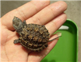 鳄鱼龟 