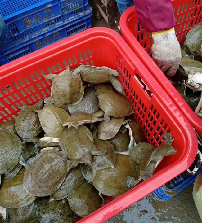 内江中华大甲鱼哪家好 