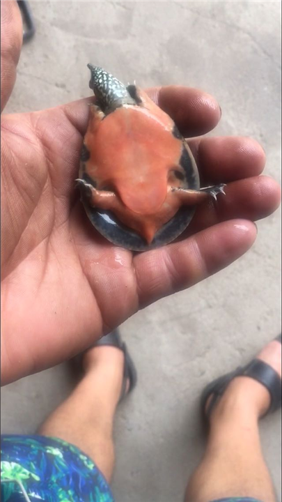 攀枝花中华甲鱼幼苗批发 