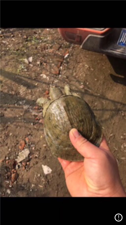 德阳生态甲鱼批发优质苗 