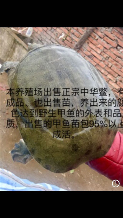 广元甲鱼养殖基地出售 