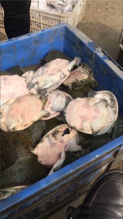 甲鱼批发成都生态甲鱼养殖场 