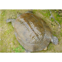 四川鳄鱼龟养殖场I四川甲鱼批发商