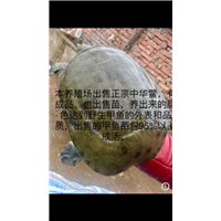 广元甲鱼养殖基地出售 