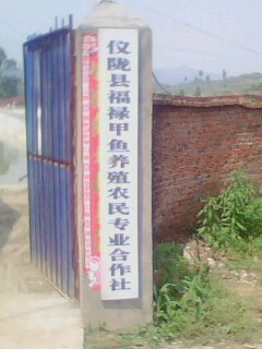 德阳甲鱼/德阳甲鱼养殖 