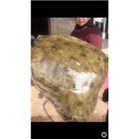 泸州养殖基地直销成年大甲鱼纯种甲鱼苗 