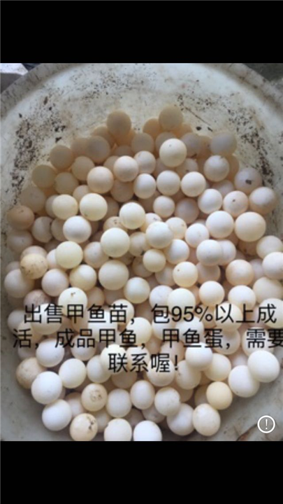 四川甲鱼蛋批发 