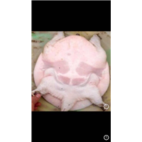 绵阳甲鱼苗大量供应 
