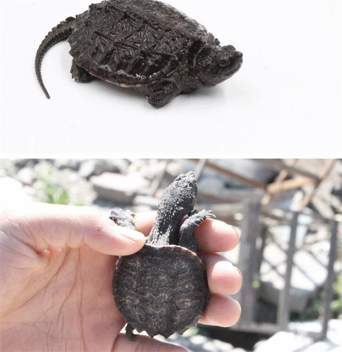 绵阳鳄龟养殖场批发 