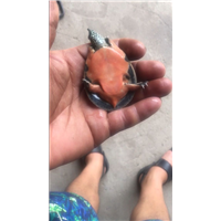 攀枝花中华甲鱼幼苗批发 