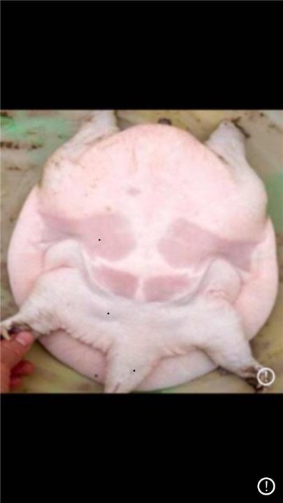 绵阳甲鱼苗大量供应 