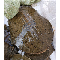 陕西甲鱼苗批发商 