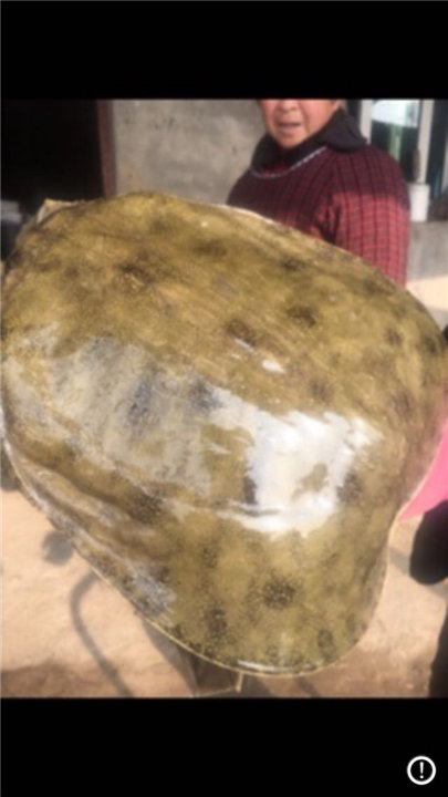 泸州养殖基地直销成年大甲鱼纯种甲鱼苗 