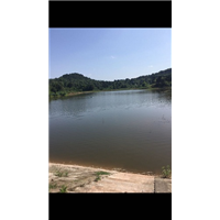 四川甲鱼苗