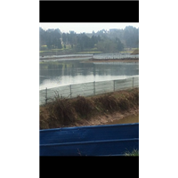 四川中华鳖批发商I四川鳄鱼龟批发商