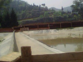 四川甲鱼价格 